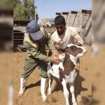 🔴 هشدار دامپزشکی در خصوص بیماری تب برفکی